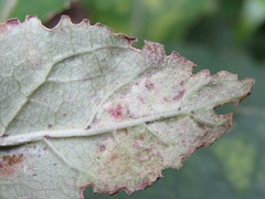 Phyllocoptes coprosmae