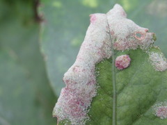 Phyllocoptes coprosmae