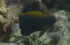 Pomacentrus chrysurus