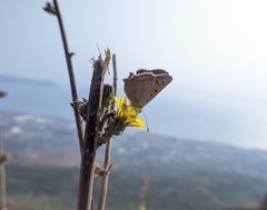 Lycaena phlaeas