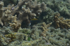 Pomacentrus chrysurus