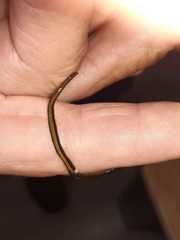 Caenoplana variegata