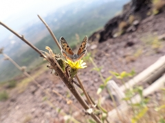 Lycaena phlaeas