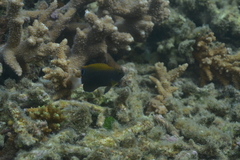 Pomacentrus chrysurus