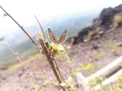 Lycaena phlaeas