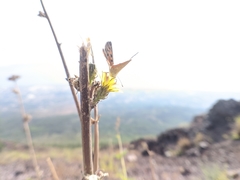 Lycaena phlaeas