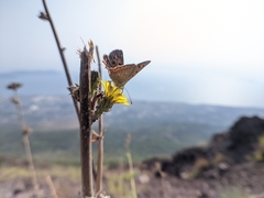 Lycaena phlaeas