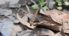 Brachythemis contaminata