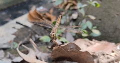 Brachythemis contaminata