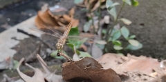 Brachythemis contaminata