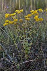 Helichrysum cooperi