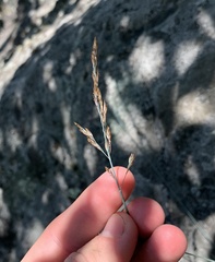 Poa glauca