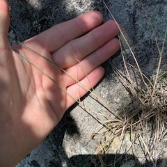 Poa glauca