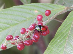 Chrysocoris eques