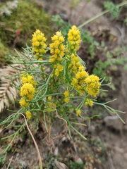 Artemisia palustris