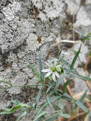 Stellaria dahurica