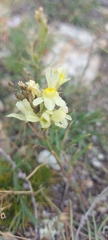 Linaria buriatica