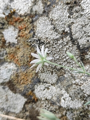 Stellaria dahurica