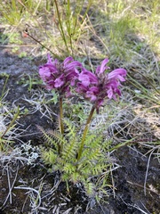 Pedicularis chamissonis