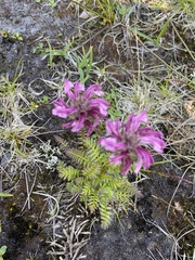 Pedicularis chamissonis