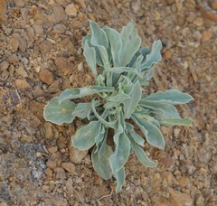 Silene crispata