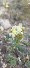 Linaria buriatica
