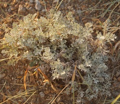 Artemisia fragrans