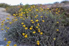 Helichrysum dasycephalum