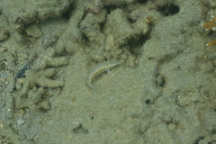 Parapercis lineopunctata