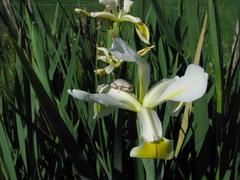Iris orientalis