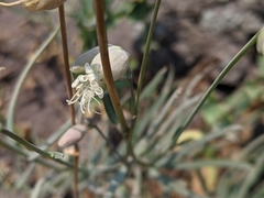 Silene