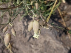 Silene