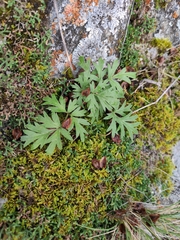 Pulsatilla ambigua