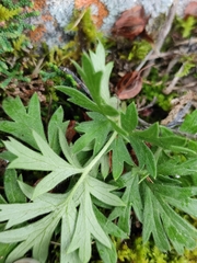Pulsatilla ambigua
