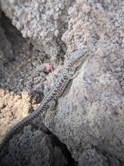 Podarcis siculus