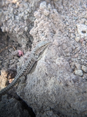 Podarcis siculus