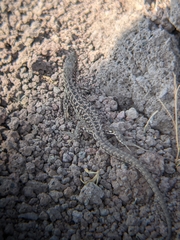 Podarcis siculus