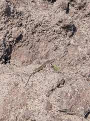 Podarcis siculus