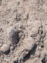 Podarcis siculus