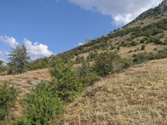 Cephalaria uralensis