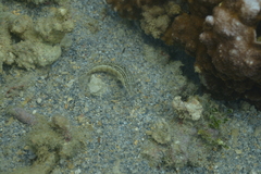 Parapercis lineopunctata