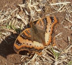 Precis ceryne ceryne