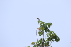 Bradornis fuliginosus