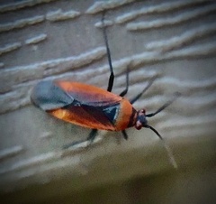 Lopidea instabilis