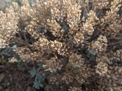 Odontarrhena obtusifolia