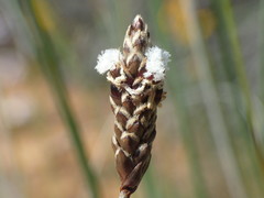 Ecdeiocolea monostachya