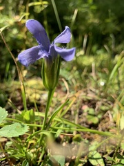 Gentianopsis barbellata