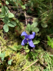 Gentianopsis barbellata