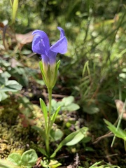 Gentianopsis barbellata
