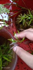 Hygrophila
